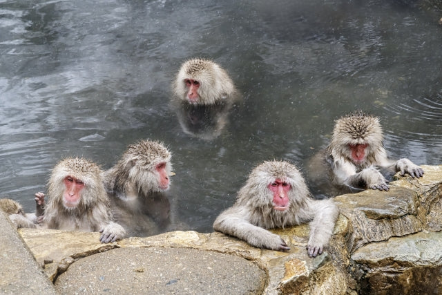 Hokusai & Snow Monkeys: Art and Nature in Nagano