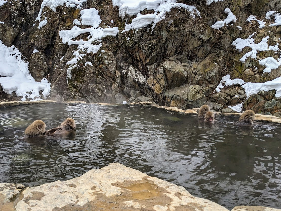 Togakushi Shrine & Snow Monkeys: Sacred Nature in Nagano