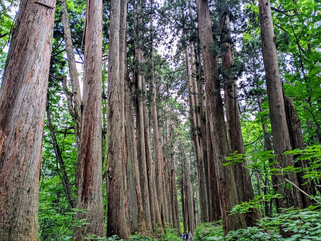Togakushi Shrine & Snow Monkeys: Sacred Nature in Nagano