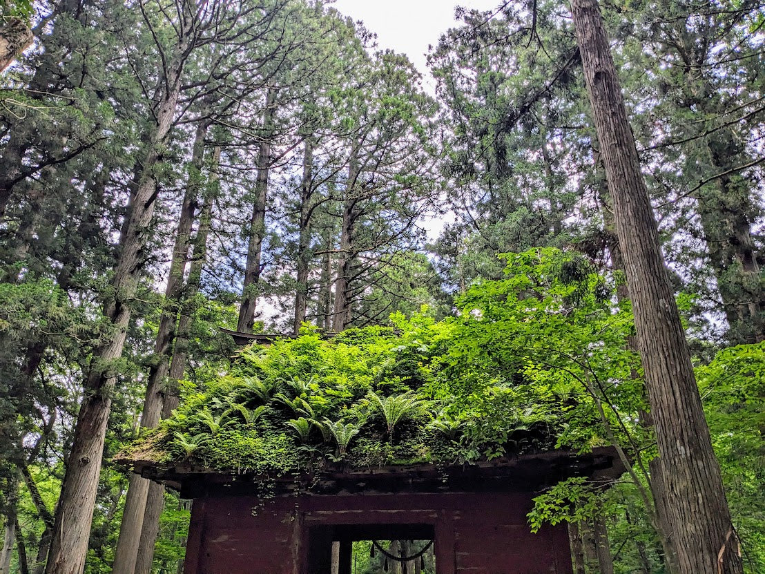 Togakushi Shrine & Snow Monkeys: Sacred Nature in Nagano