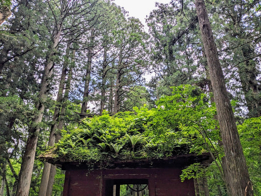 Togakushi Shrine & Snow Monkeys: Sacred Nature in Nagano
